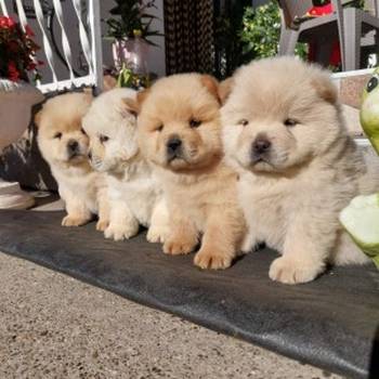 Chow chow - cau cau