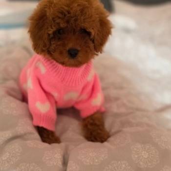 Nove bebice toy I mini pudle