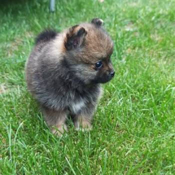 Pomeranac stene
