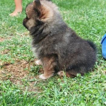 Pomeranac stene
