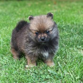 Pomeranac stene