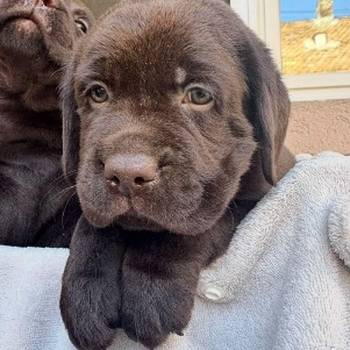 Cokoladni labrador