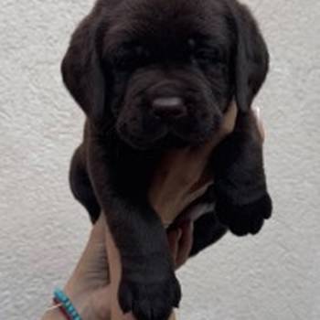 Cokoladni labrador