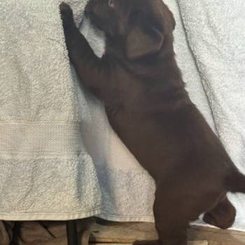 Cokoladni labrador