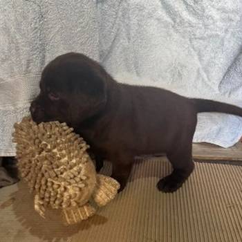 Cokoladni labrador