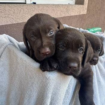 Cokoladni labrador