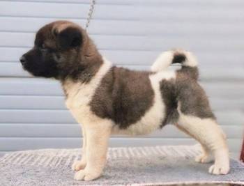 Američka Akita štenci