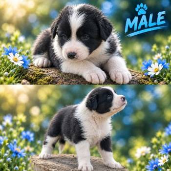 Border collie štenci