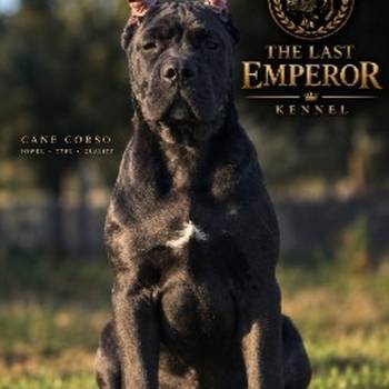 Cane Corso žensko štene