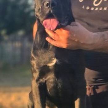 Cane Corso žensko štene