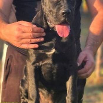 Cane Corso žensko štene