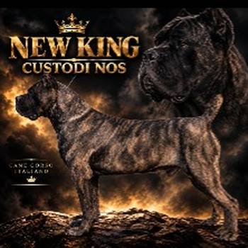 Cane Corso žensko štene