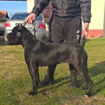 Cane Corso žensko štene