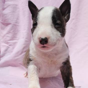 Mini Bull Terijer štenci