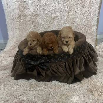 Toy pudle, prelepe, ekstra malog rasta