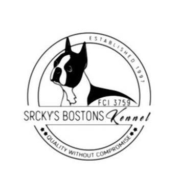Boston terijer stenci