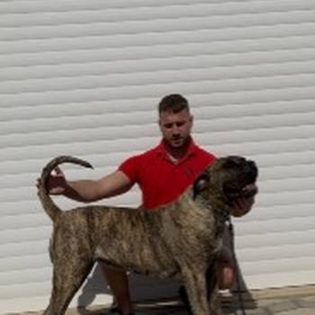 Presa Canario ženka