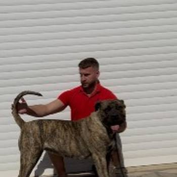 Presa Canario ženka