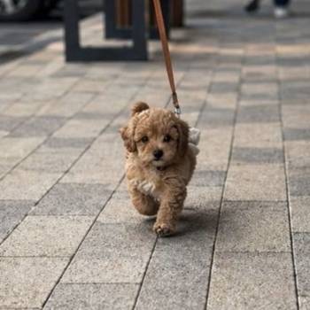 Maltipoo vrhunske genetike