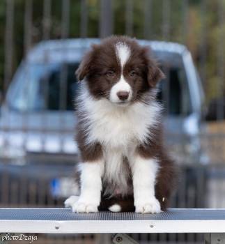 Border Collie štenci