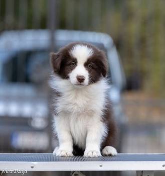 Border Collie štenci