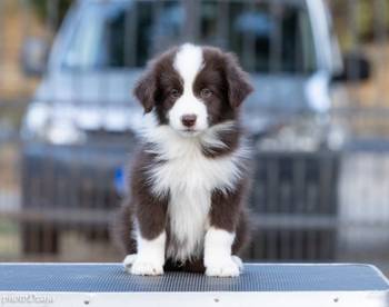 Border Collie štenci