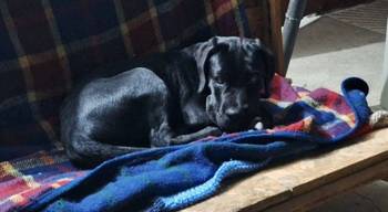 Cane Corso mlad pas