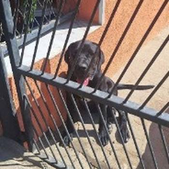Cane Corso mlad pas