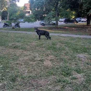 Nemački ovčar crni štenci