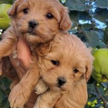 Maltipoo stenci