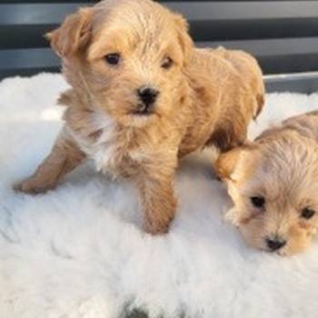 Maltipoo stenci