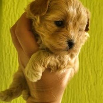 Maltipoo stenci