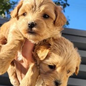 Maltipoo stenci