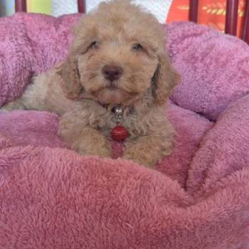 Labradoodle F1b preslatki štenci