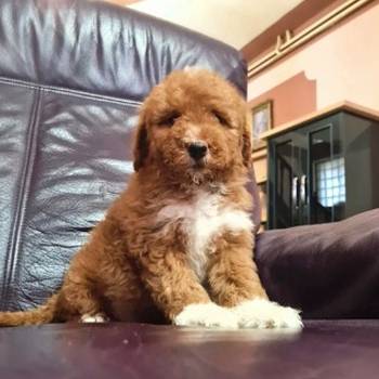 Labradoodle F1b preslatki štenci