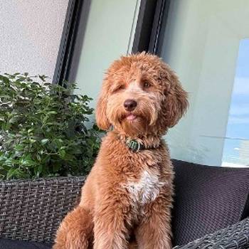 Labradoodle F1b preslatki štenci
