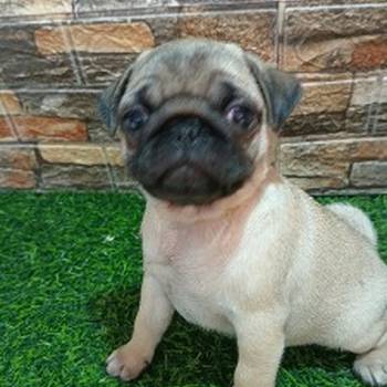 Mops, žensko štene