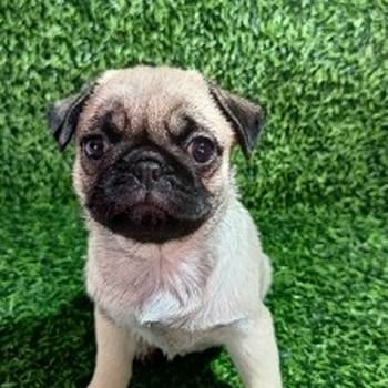 Mops, žensko štene