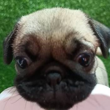 Mops, žensko štene
