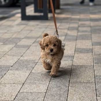 Maltipoo vrhunske genetike