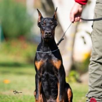 Doberman, muško štene
