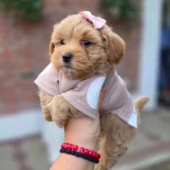 Maltipoo nove bebe