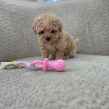Maltipoo nove bebe