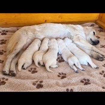 Zlatni retriver kvalitetni štenci