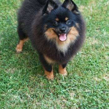 Pomeranac muzjak