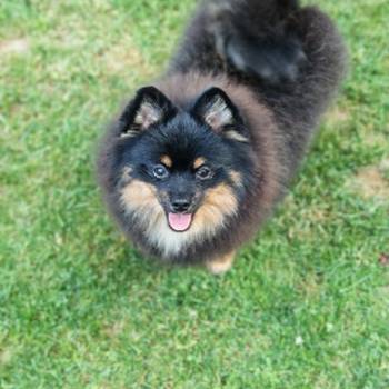Pomeranac muzjak
