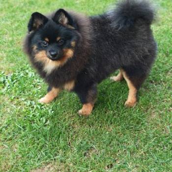 Pomeranac muzjak