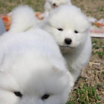 Samojed prelepi štenci