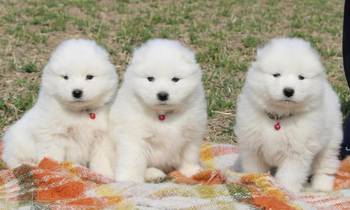 Samojed prelepi štenci