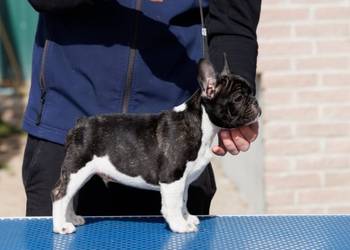 French bulldog/Francuski buldog štenci